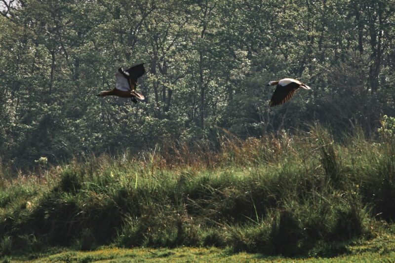 Chitwan: 3-Day National Park Tour With Wildlife Safari - Day 02: Wildlife Adventure