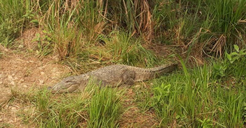 Chitwan: 4-Day Chitwan National Park Tiger Safari Tour - Itinerary Highlights