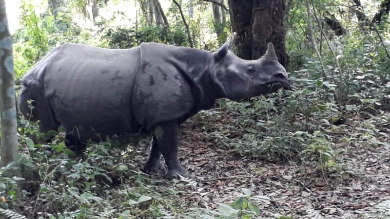 Chitwan: 4-Day Chitwan National Park Tiger Safari Tour - Wildlife Spotting