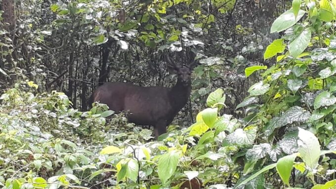 Chitwan: 4-Day Chitwan National Park Tiger Safari Tour - Inclusions and Pricing