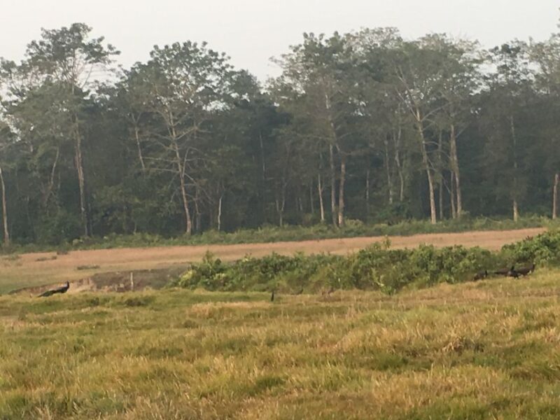 Chitwan Day Tour ( Canoeing+Jungle Walk+ Jeep Safari ) - Key Points