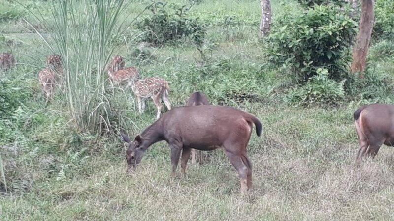 Chitwan Day Tour ( Canoeing+Jungle Walk+ Jeep Safari ) - Chitwan National Park