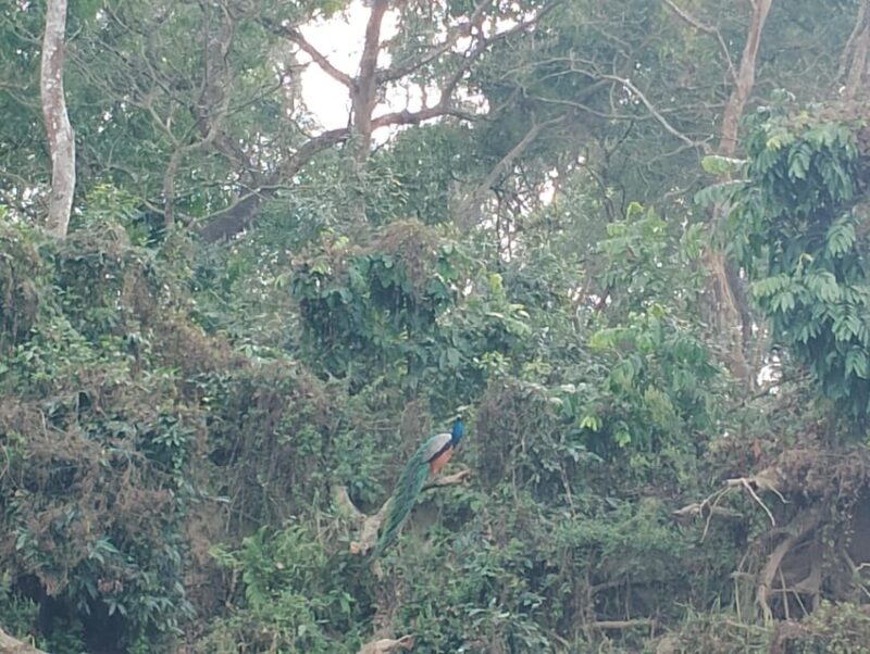 Chitwan: Jungle One Night Towerstay in Chitwan National Park - Best Visiting Seasons