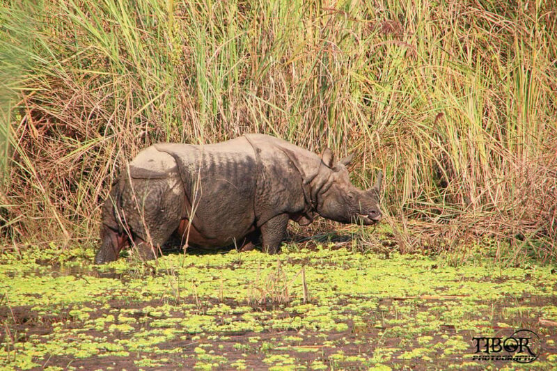 Chitwan Jungle Safari 2 Nights 3 Days - Wildlife Encounters
