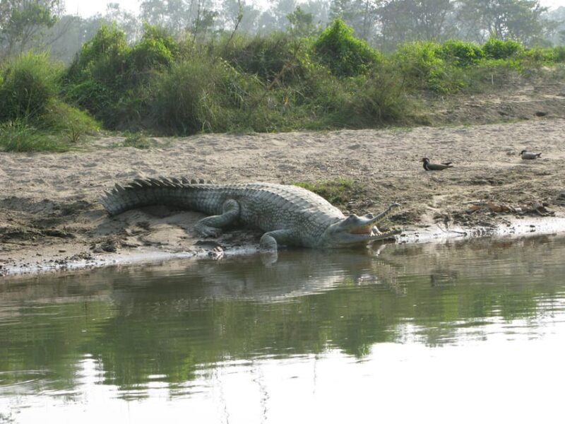 Chitwan Jungle Safari 2 Nights 3 Days - Elephant Experience