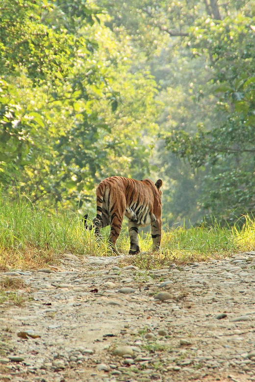 Chitwan Jungle Safari 2 Nights 3 Days - Cultural Immersion