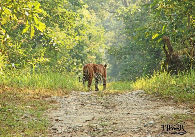 Chitwan Jungle Safari 2 Nights 3 Days - Jeep Safari