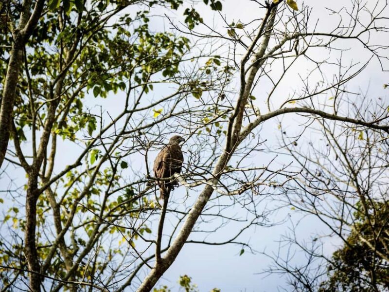 Chitwan Jungle Safari: 3-Day Wildlife Expedition - Health and Safety Considerations