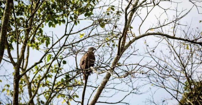 Chitwan Jungle Safari: 3-Day Wildlife Expedition - Getting to Chitwan National Park