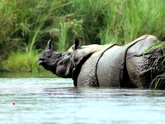 Chitwan Jungle Safari: 3-Day Wildlife Expedition - Frequently Asked Questions