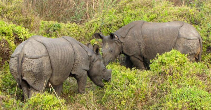 Chitwan Jungle Safari 3 Night 4 Days - Key Points
