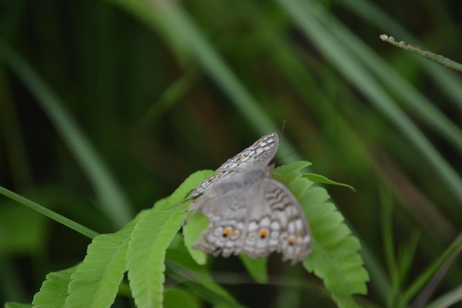 Chitwan Jungle Safari - Exotic 2N3D Wildlife Safari Tour - Health and Accessibility