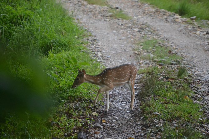 Chitwan Jungle Safari - Exotic 2N3D Wildlife Safari Tour - Pricing and Cancellation