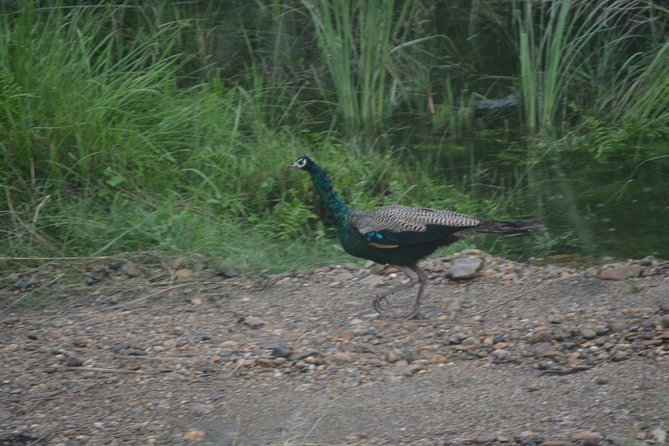 Chitwan Jungle Safari - Exotic 2N3D Wildlife Safari Tour - Chitwan National Park