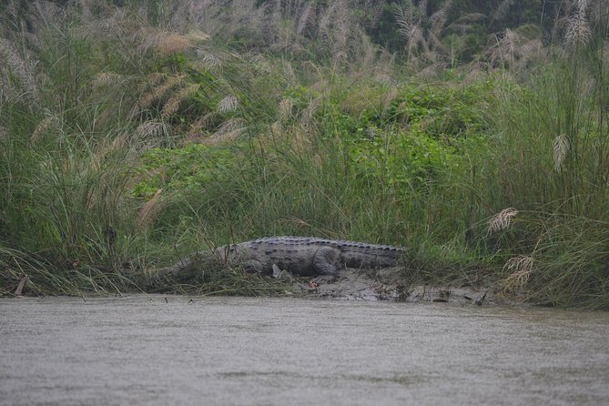 Chitwan Jungle Safari - Exotic 2N3D Wildlife Safari Tour - Wildlife to Spot