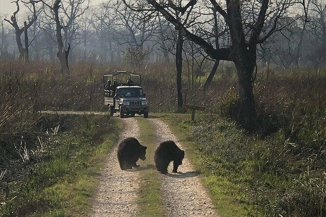 Chitwan Jungle Safari from Kathmandu and Back Multi Day Tour - The Itinerary in Detail