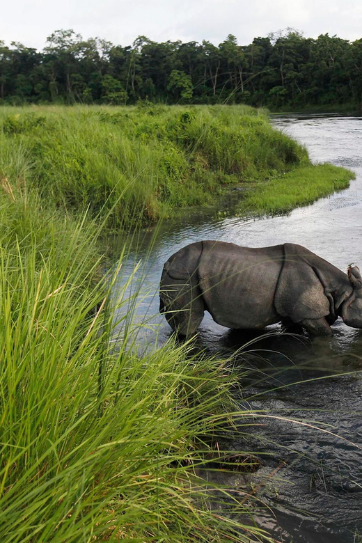Chitwan Jungle Safari Tour by Private Car at Luxury Resort - Key Points
