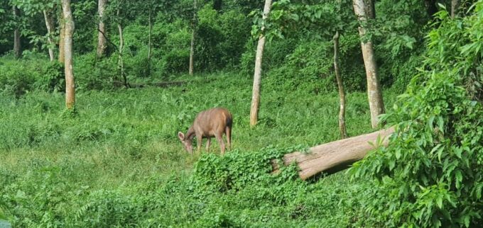 Chitwan Jungle Safari Tour by Private Car at Luxury Resort - Itinerary