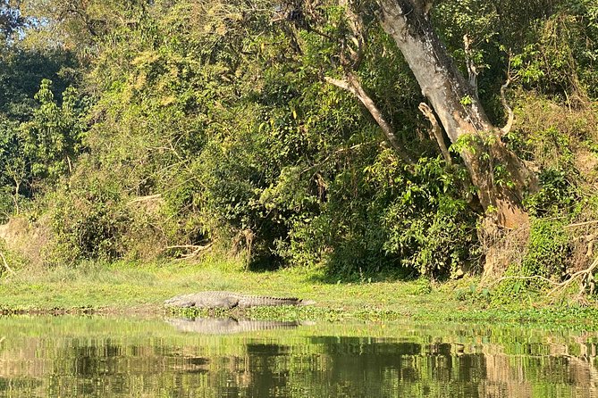 Chitwan Jungle Safari Tour - Jeep Safari Experience