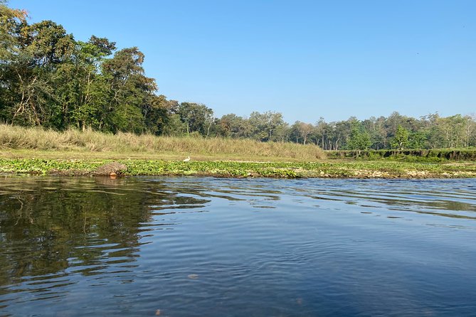 Chitwan Jungle Safari Tour - Nature Walk Highlights