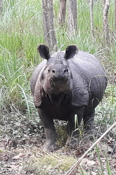 Chitwan: Jungle Safari With Jeep, Canoe, and Jungle Walk - Transportation and Packing