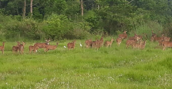 Chitwan: Jungle Safari With Jeep, Canoe, and Jungle Walk - Frequently Asked Questions