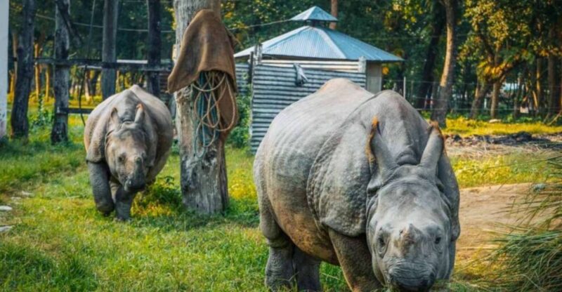 Chitwan Jungle Safari With National Park Tower Night Stay - Wildlife Viewing Opportunities