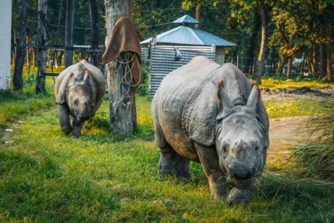 Chitwan Jungle Safari With National Park Tower Night Stay - Visitor Insights