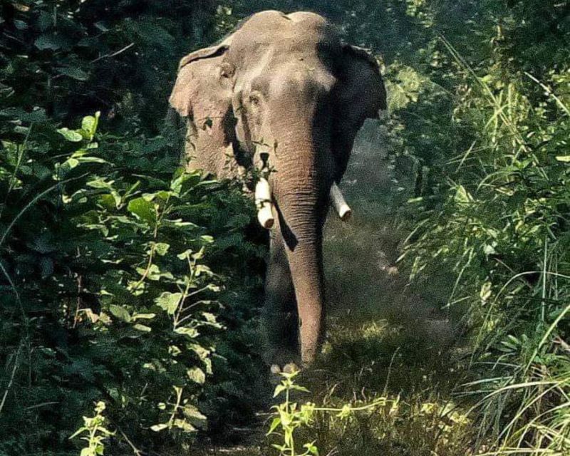 CHITWAN NATIONAL PARK FULL DAY PRIVATE JEEP SAFARI FROM MADI - Safari Experience Highlights