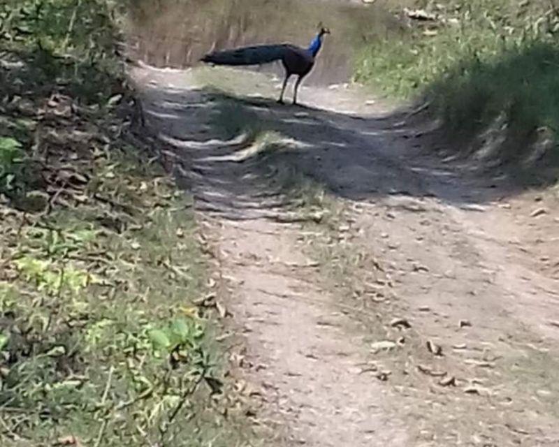 CHITWAN NATIONAL PARK FULL DAY PRIVATE JEEP SAFARI FROM MADI - Full Day Jeep Safari