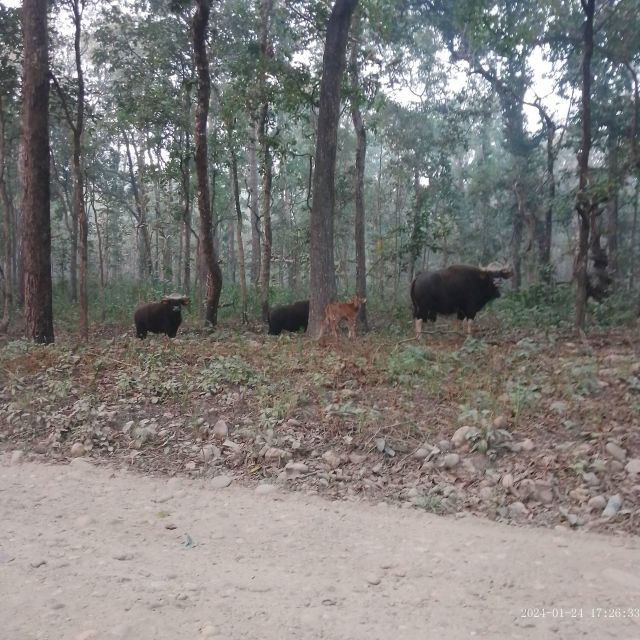 CHITWAN NATIONAL PARK FULL DAY PRIVATE JEEP SAFARI FROM MADI - Diverse Wildlife Sightings