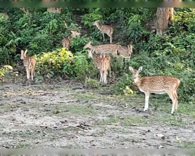 CHITWAN NATIONAL PARK FULL DAY PRIVATE JEEP SAFARI FROM MADI - Meeting Point and Transportation