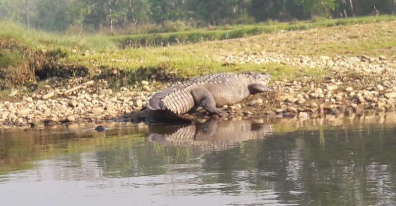 Chitwan National Park Safari - Key Points