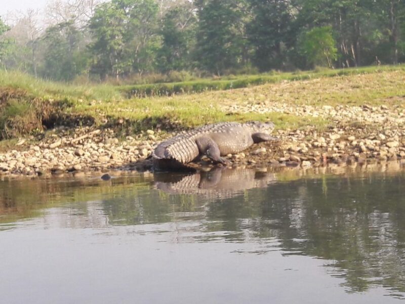 Chitwan National Park Safari - Included Activities