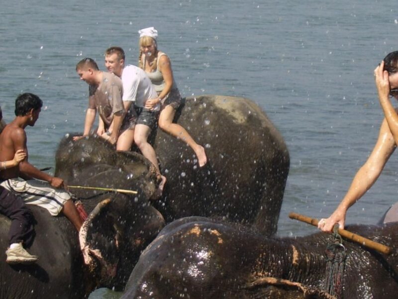 Chitwan National Park Safari - Wildlife Highlights