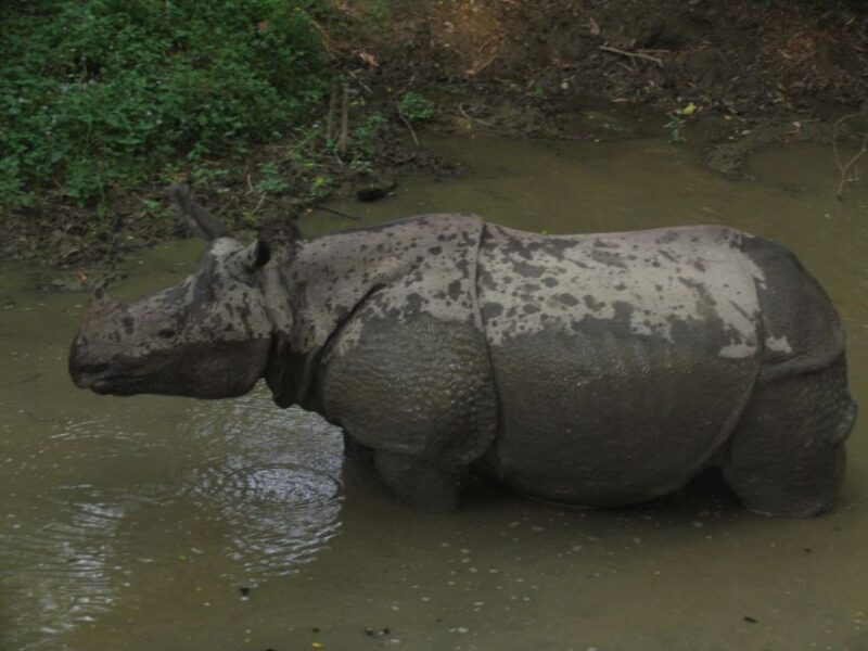 Chitwan National Park Safari - Transportation and Logistics