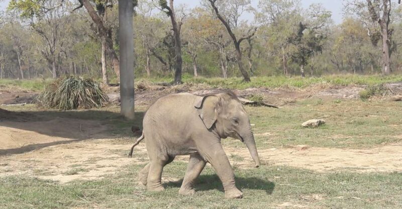 Chitwan National Park Tour - Wildlife and Nature Exploration