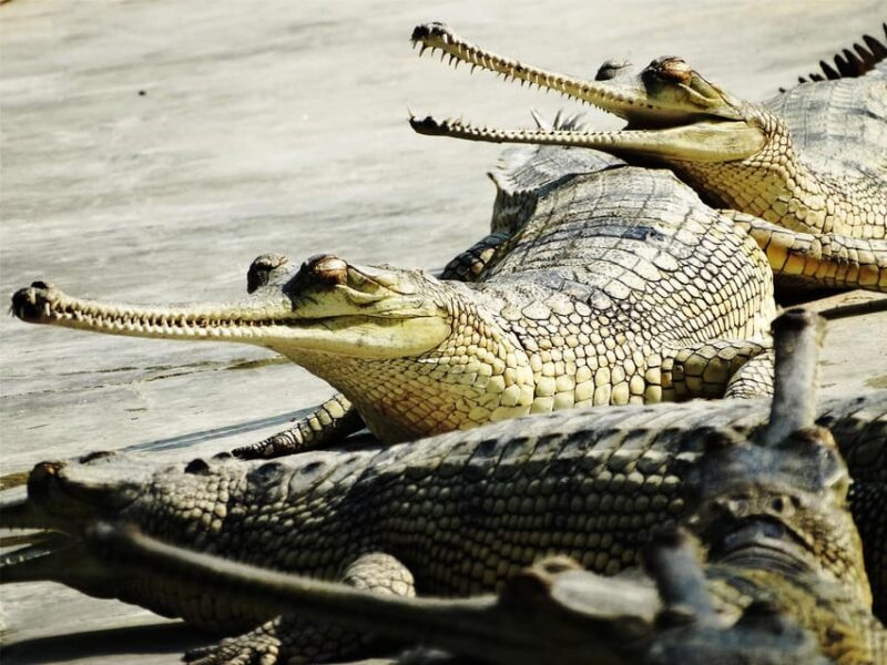 Chitwan National Park Tour With Hotel Transfers - 2N & 3D - Included Experiences