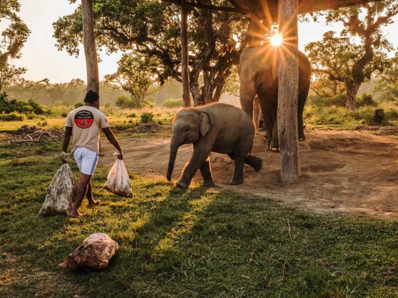 Chitwan National Park Tour With Hotel Transfers - 2N & 3D - Accommodation and Meals