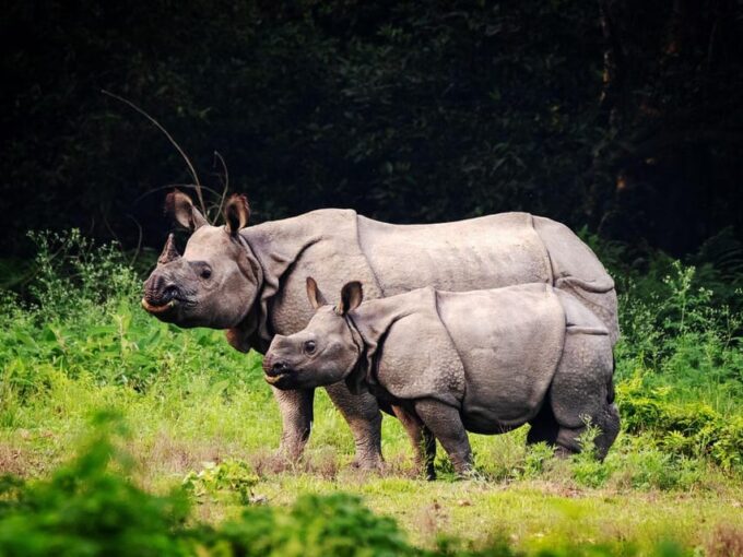 Chitwan National Park Tour With Hotel Transfers - 2N & 3D - Wildlife Highlights