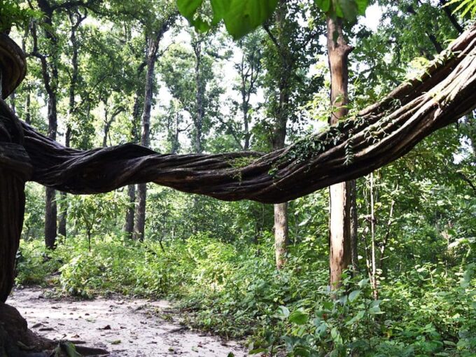 Chitwan National Park Tour With Hotel Transfers - 2N & 3D - Cultural Immersion