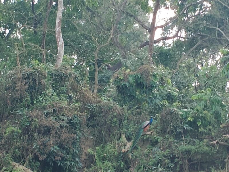 Chitwan: National Park Tower Night Stay Tour - Wildlife and Nature