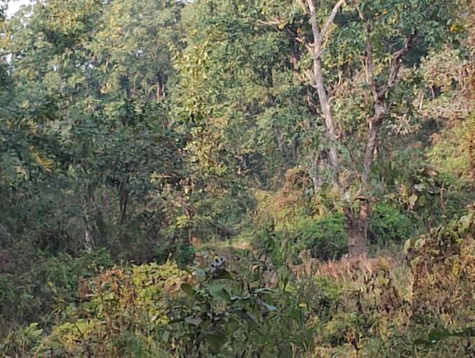 Chitwan: National Park Tower Night Stay Tour - Language and Tour Guide