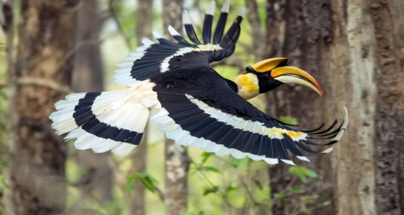 Chitwan National Park Untouched Side Bird Watching From Madi - Key Points