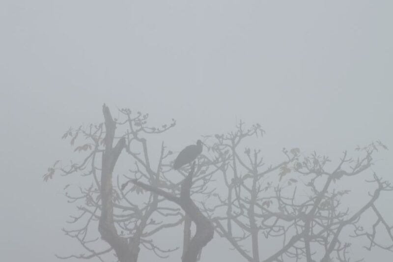 Chitwan National Park Untouched Side Bird Watching From Madi - Diverse Bird Species