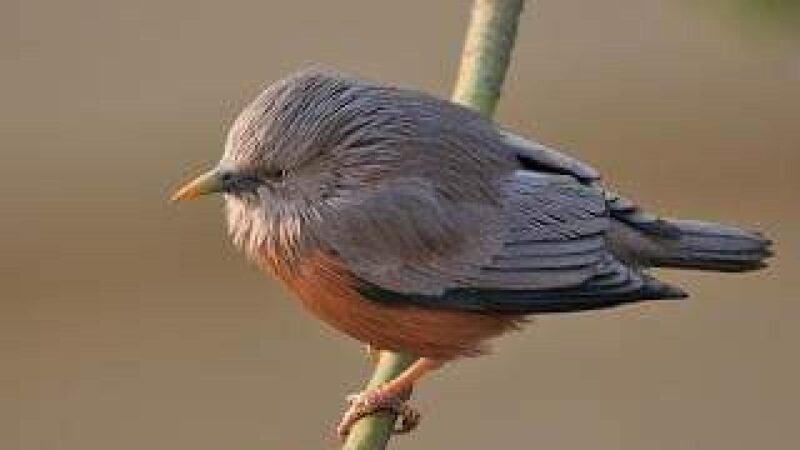 Chitwan National Park Untouched Side Bird Watching From Madi - Itinerary and Key Areas