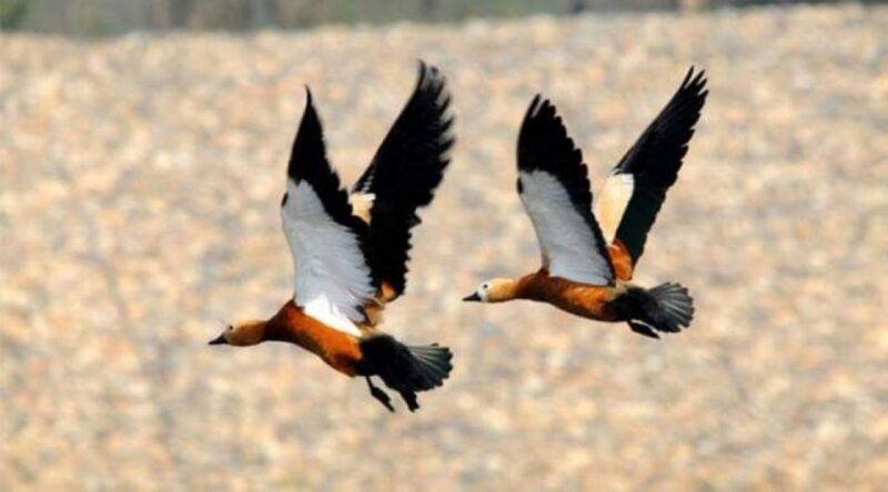 Chitwan National Park Untouched Side Bird Watching From Madi - Transportation and Meeting Point