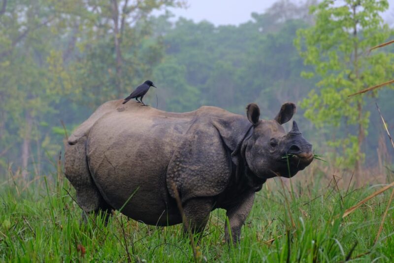 Chitwan: One Day Jeep Safari, Canoeing, Forest Walk - Afternoon Canoeing and Forest Walk