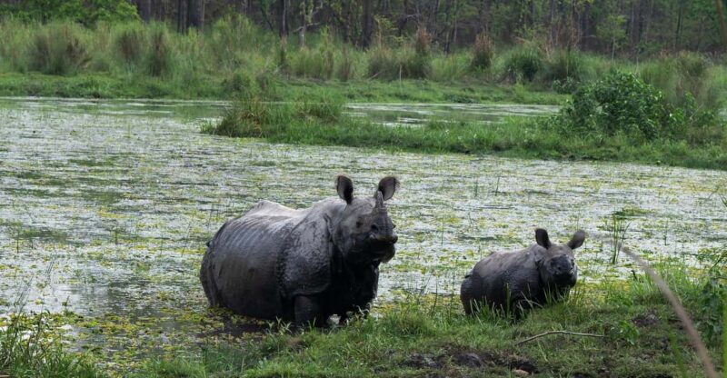 Chitwan Safari 3 Nights 4 Days Tour - Key Points