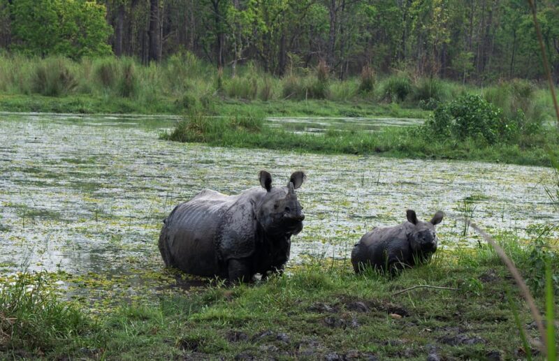 Chitwan Safari 3 Nights 4 Days Tour - Safari Activities and Itinerary